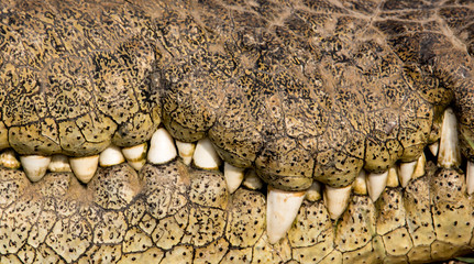 Crocodile smile