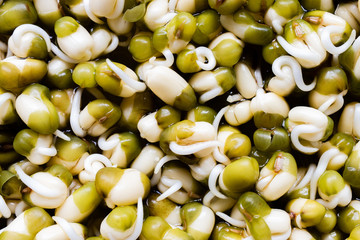germinated mung beans or mush beans, top view