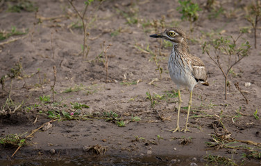 Water Thick knee