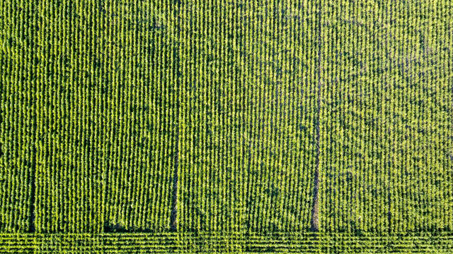 Soy Crop Aerial View