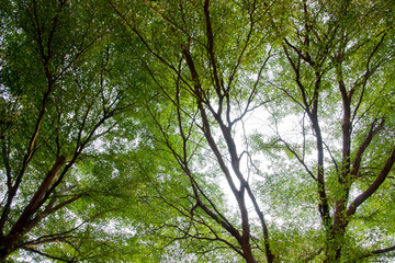 Beautiful panorama background view of trees and small leaves texture in the park during spring time.
