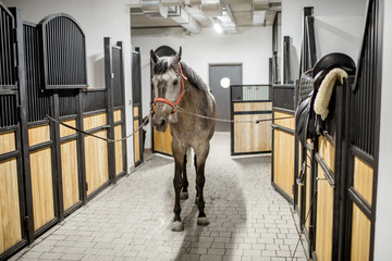 Beautiful horse standing in the stable ready for equiping with seat