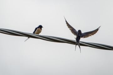 swallow in the spring flight 