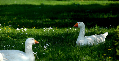Freilebende Gänse im Gras