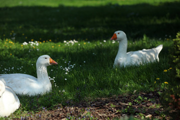 Freilebende Gänse im Gras