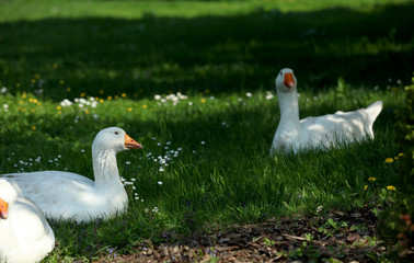 Freilebende Gänse im Gras
