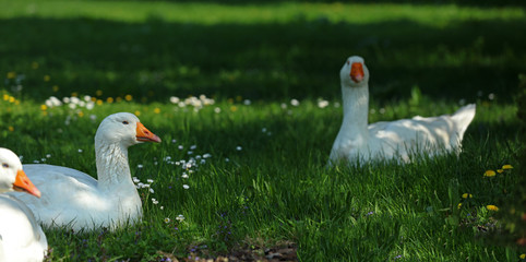 Freilebende Gänse im Gras