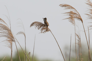 reed warbler on reed 