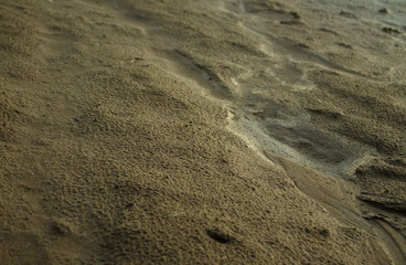 Dried creek in summer