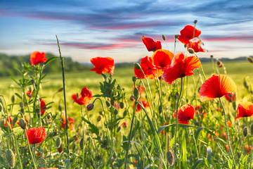 Sunny shoot of bright poppies
