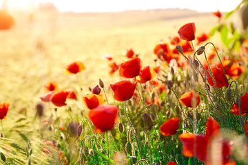 Naklejka premium Jasne maki o zachodzie słońca.
