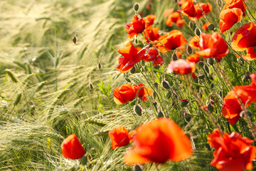 Fototapeta premium Wild red summer poppies in wheat field.