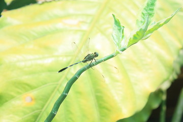 Dragonfly on green leaf