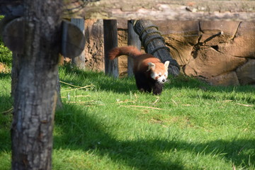 Panda roux ZooParc de Beauval