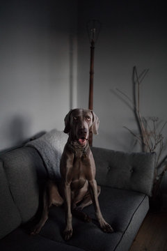 Weimaraner dog sitting on sofa at home