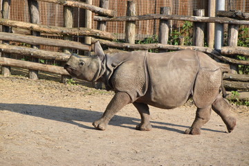 Rhinocéros indien 