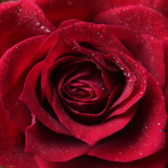 Close-up of fresh aroma red rose