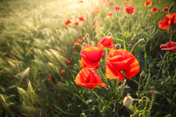 Obraz premium Bright poppies at sunset.