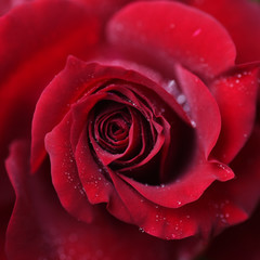 Close-up of fresh red rose