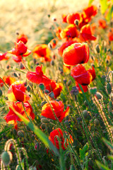 Bright poppies at sunset.