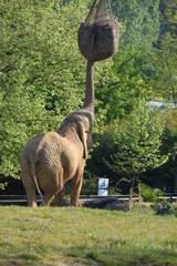 Eléphants ZooParc de Beauval