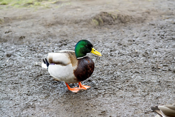 Close-up of colorful wild duck on a lakeshore in Kassel, Germany. Selective focus