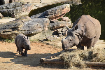 Rhinocéros indien ZooParc de Beauval