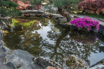 Japanese Garden Pond 6