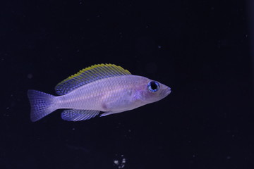 Neolamprologus caudopunctatus