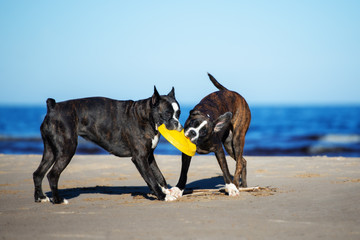 two german boxer dogs playing on the beach together