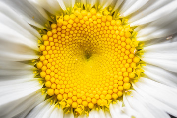 Daisy's Central Disc