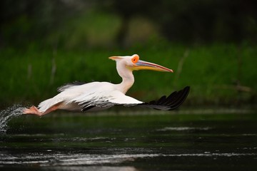 Obraz premium Pelican in Danube Delta