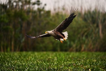 White tailed eagle
