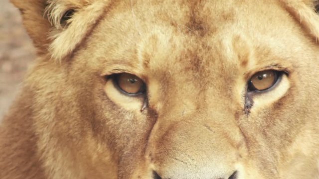 lioness looking, close-up