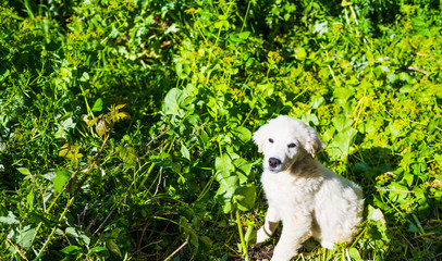 Fototapeta na wymiar White puppy dog in a green meadow