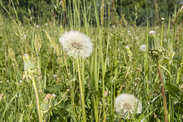 Fototapeta premium Seeds of dandelion on a stem.