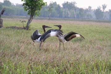 jabiru in yellow water, alligator river in kakadu national park