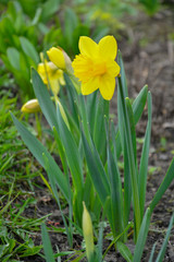 Obraz premium Yellow daffodils on a flowerbed in the park