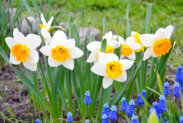 Fototapeta premium White daffodils with a yellow middle in a flowerbed in the park