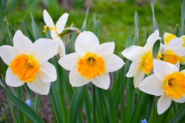 Obraz premium White daffodils with a yellow middle in a flowerbed in the park