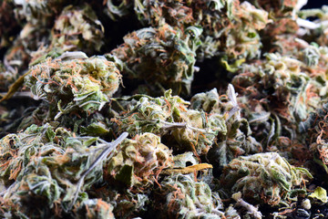 big bud cannabis drug, close-up, medical marijuana, weed high resolution