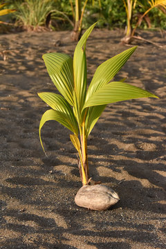 noix de coco