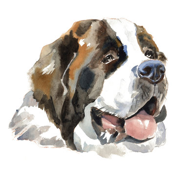 The St. Bernhardshund dog portrait