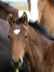 Fototapeta premium Foal Headshot