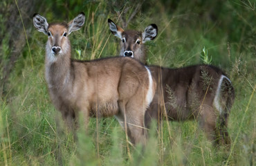 Waterbuck caves
