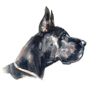 The Great Dane Dog Portrait