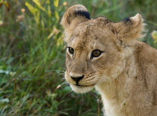 Cub face