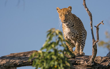 Leopard in a tree standing