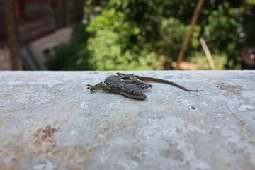 death lizard on the floor