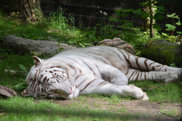 Tigre blanc 